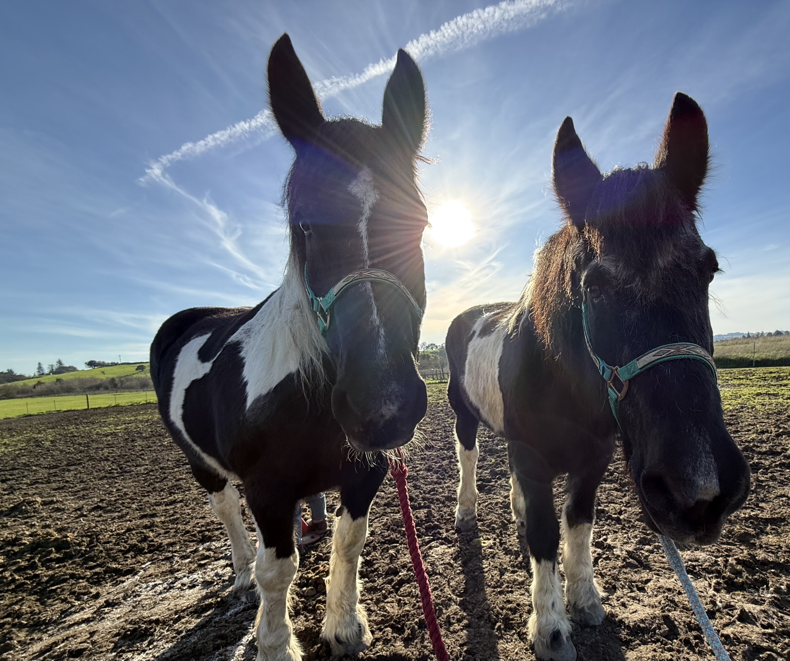 Horse Connection