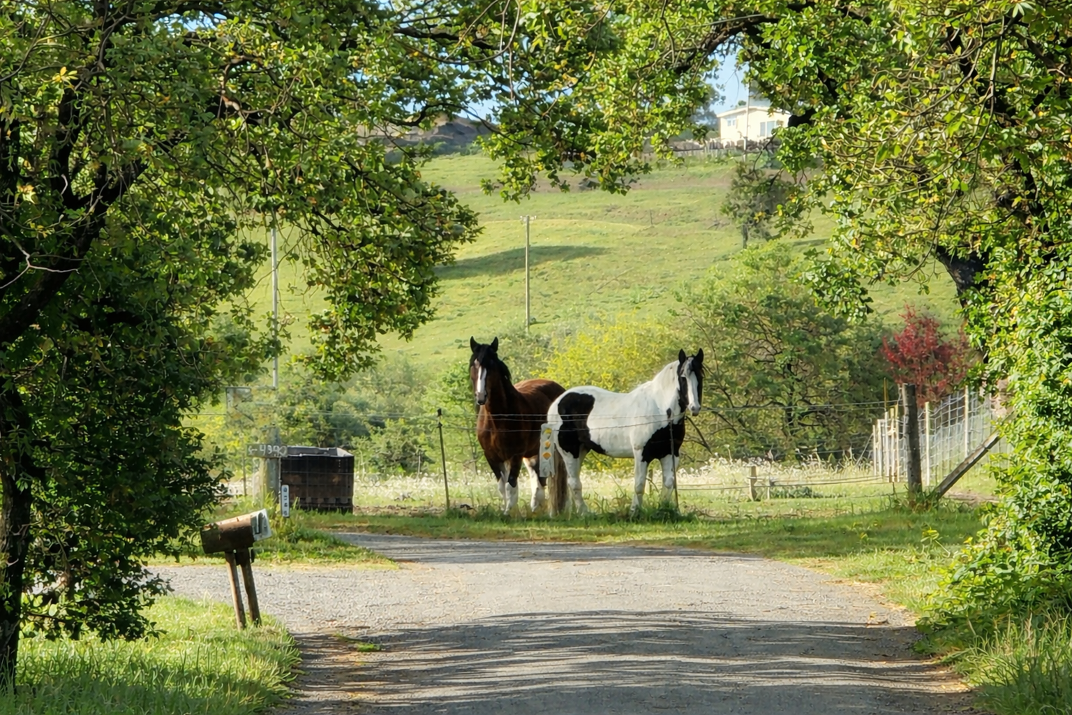 Two horses at Dragonfly Ranch with sunlight behind them